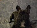 mon bouledogue en folie mon bouledogue en folie