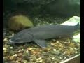 Cabelas Fish Tank Cabelas Fish Tank