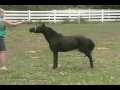 Iona Farm's Luck Be a Lady