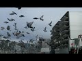Click here to watch this video 2012年東日本グランドナショナルレース