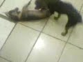 miuke e file