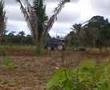 Trator FORD 6610 4x4 preparando terra pra pasto