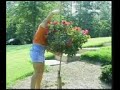 Staking Knock Out Roses, tree form