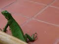 Iguana Part 2 in Calibishie Lodges