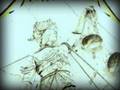 Metallica with added bass--Harvester of Sorrow
