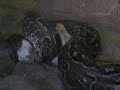 Piton killing Rabbit Piton killing Rabbit