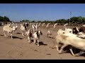 Boer Caprinos Navojoa