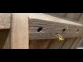 Red Mason Bee, Osmia Rufa, Rosse Metselbij; a pair building nest 3