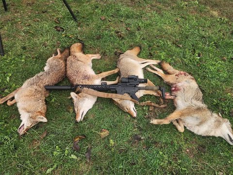 Coyote hunting with Rhino645L thermal scope