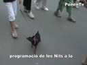 Linyola. Caminada a la llum de la lluna