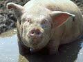 les animaux   fatal picards