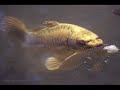 les animaux fatal picards.html