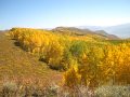 Utah's Fall Colors - 2009
