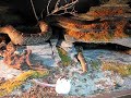 Crotalus m. nigrescens Crotalus m. nigrescens