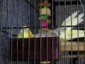 PG-13 Cockatiel