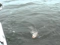 DSCN2956.MOV