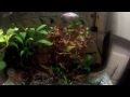 Wildo's Sweet Tank: Bright Ludwigia