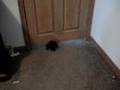 TEACUP POODLE MAGICAL AND AMAZING!