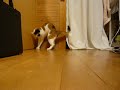 ?????????MIYA?cat? ?????????MIYA?cat?