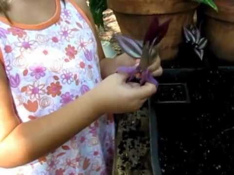 how to replant a wandering jew plant