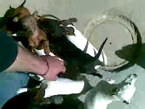 video buddadog - allevamento amatoriale di cani 