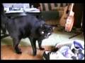 Dancing Cat Group (The Kitty Cat Dolls)
