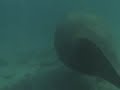 A friend at Peanut Island A friend at Peanut Island