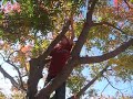 Tree Hugger Tree Hugger