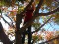 Tree Hugger