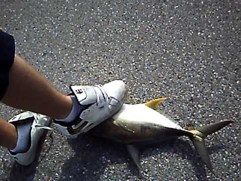 Penn Senator 6/0 vs. Jack Crevalle!