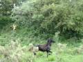 videos de Tio oda e o cavalo