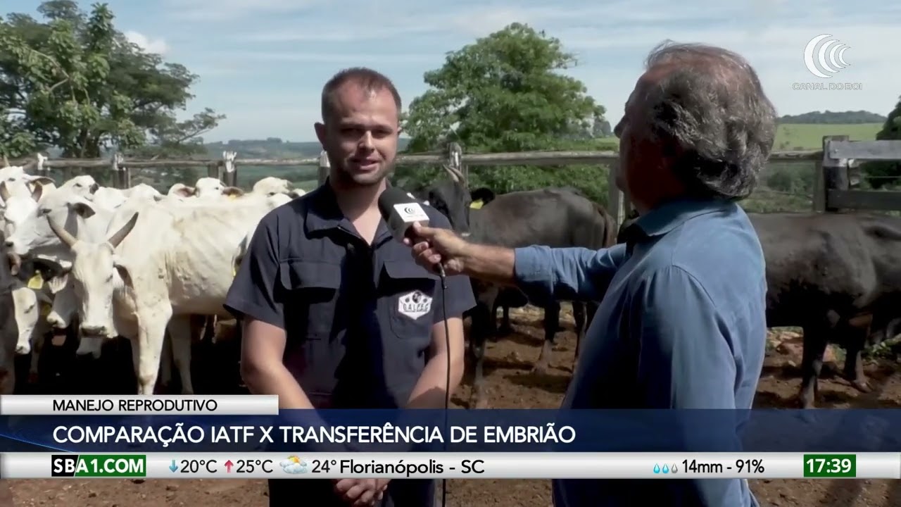 Comparação entre IATF e transferência de embrião no manejo reprodutivo