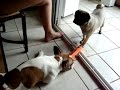 Buldogue Franc�s X Pug (2)