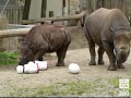 Rhinos Bowling - Caught on Film! Rhinos Bowling - Caught on Film!