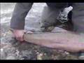 Flyfishing steelhead on the Sauk River, WA