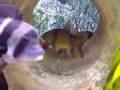Clown Loach courting ritual
