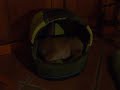 shiba inu