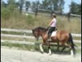 Hudson walk and canter