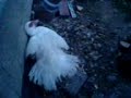 ente und fuchsi