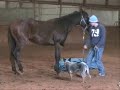 This video shows Hesaoneslickonetoo getting his blacnket taken off for the first tiem along with some ground work. He is shown with Nicole Torturo of 3Drum
