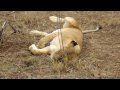 First day in the Mara (MVI_1892.MOV)