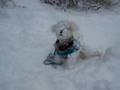 Bichon snowball