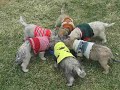 Update on NJ Cairn Rescue Puppies - Feb 10 Part 3