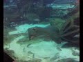 Atlantis Aquarium Stingray