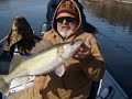 MINNESOTA MISSISSIPPI RIVER WALLEYES MINNESOTA MISSISSIPPI RIVER WALLEYES