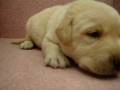 videos de 11/19拉不拉多 Labrador Retriever -母幼犬3號-日新犬舍