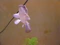 Wolffish feeding (Hoplias malabaricus) Wolffish feeding (Hoplias malabaricus)