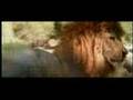Lion vs Tiger vs... Videoyu Görüntüle