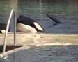 Orques Marineland - Hors Spectacle