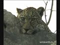 WE.TV: Safari, the day after